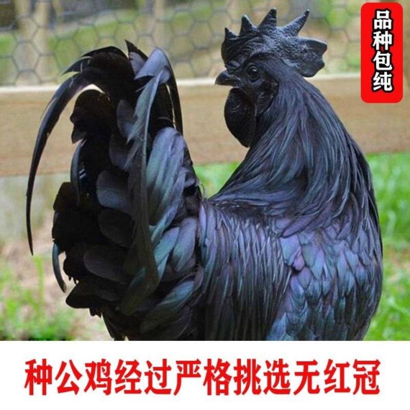 可孵化蛋土鸡种蛋受精蛋五黑一绿鸡种蛋孵化20枚包邮黑凤乌