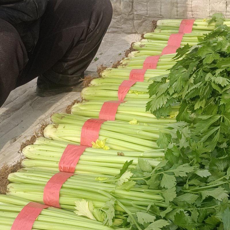 河北邯郸永年蔬菜批发市场货源充足质量保证价格便宜量大从优