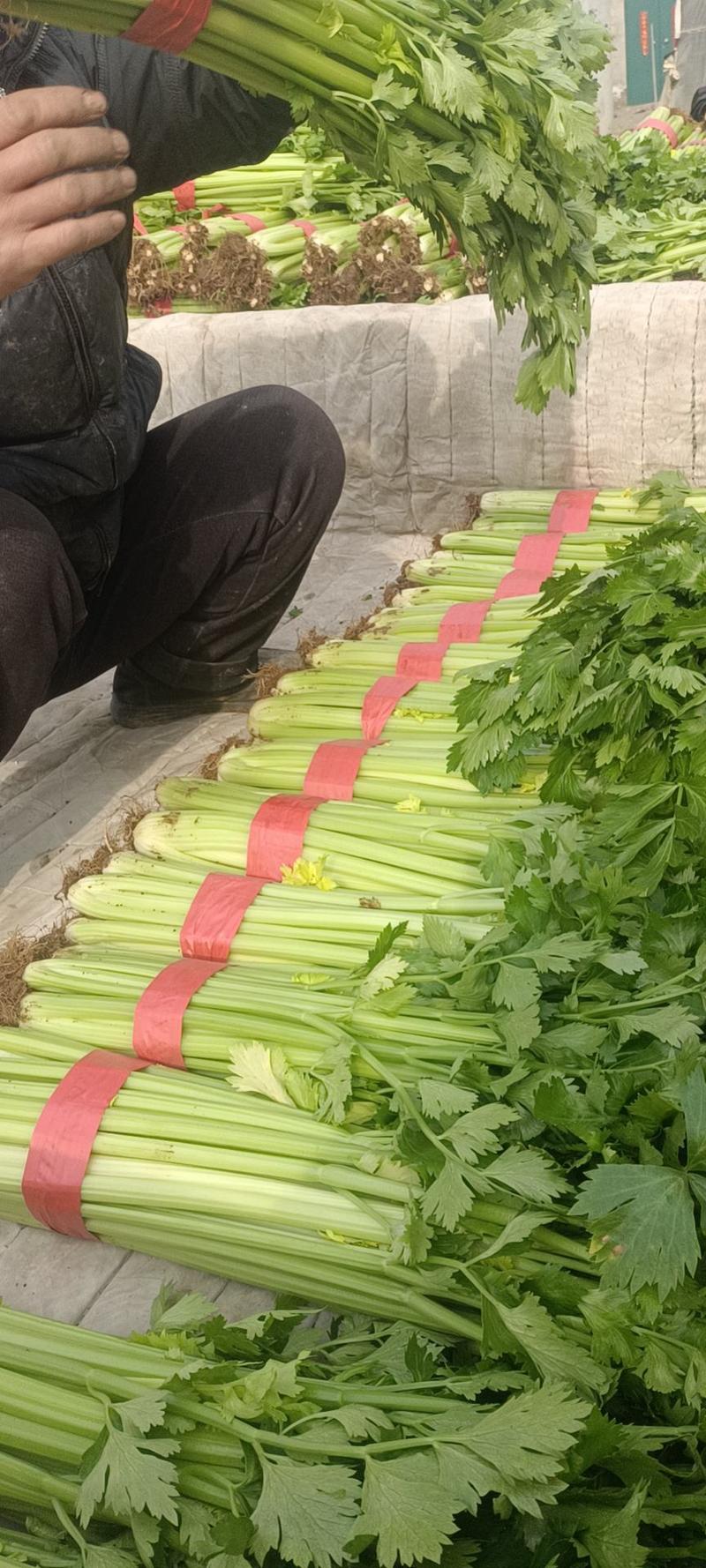 河北邯郸永年蔬菜批发市场货源充足质量保证价格便宜量大从优
