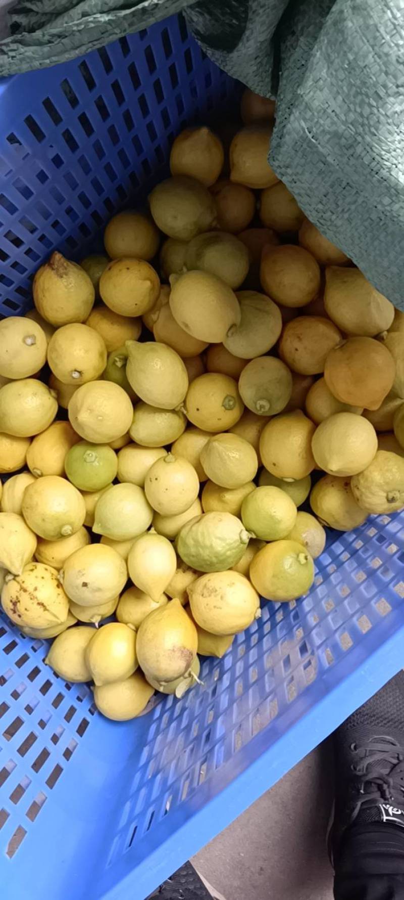 自家果园直产自销广东香水柠檬花皮次果黄果