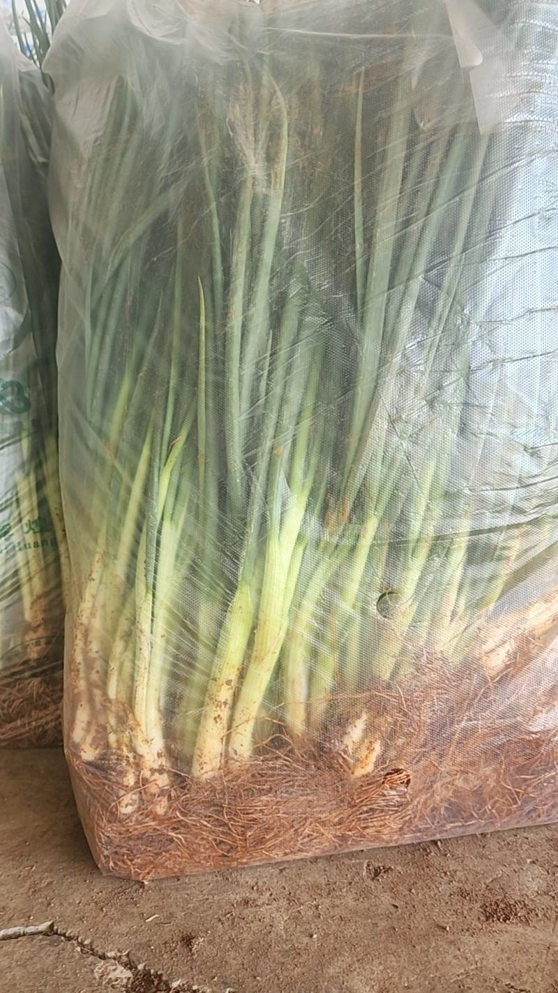 大理铁杆葱产地直发，长期供应各大市场，可长期供应，