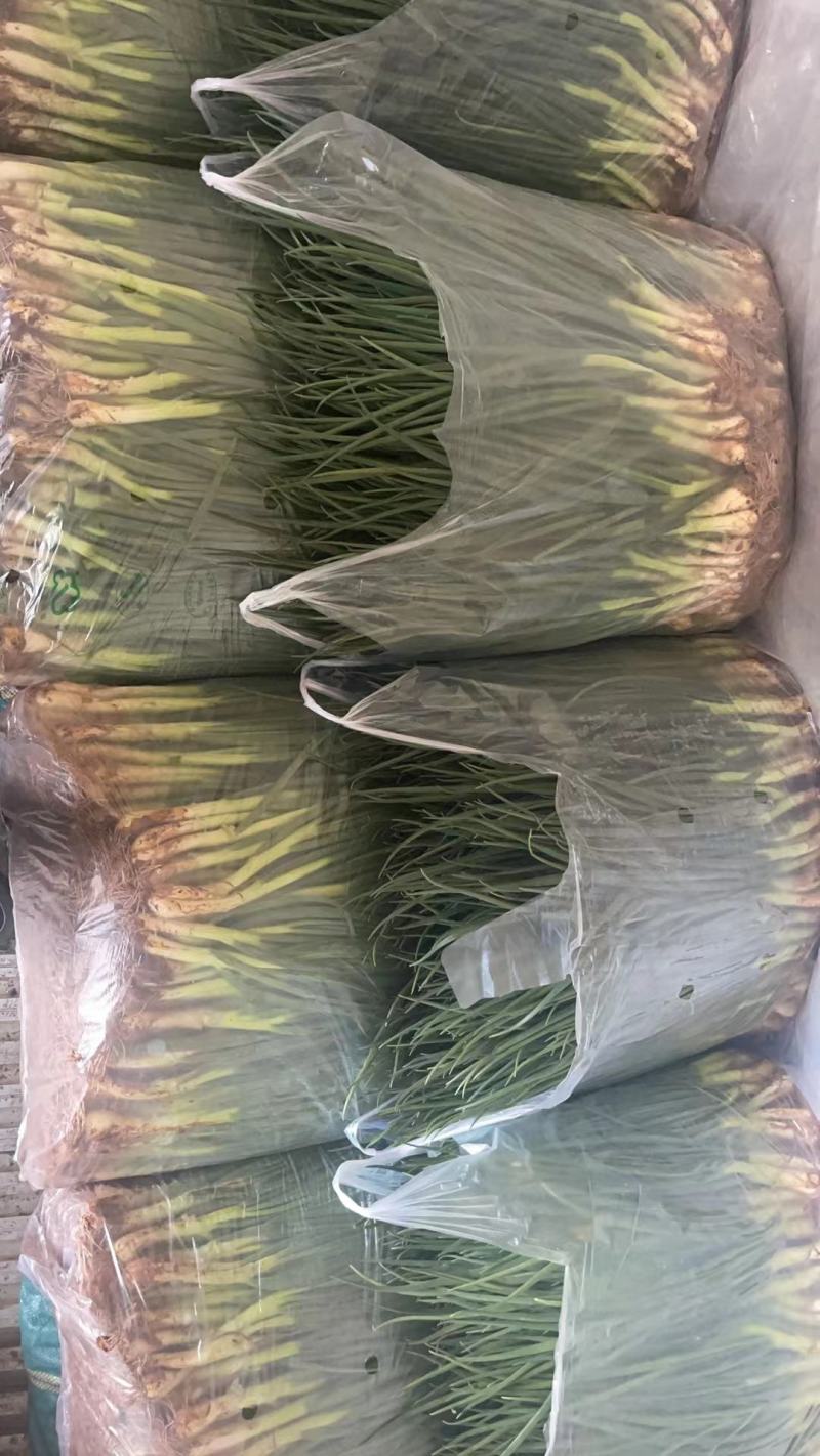 大理铁杆葱产地直发，长期供应各大市场，可长期供应，