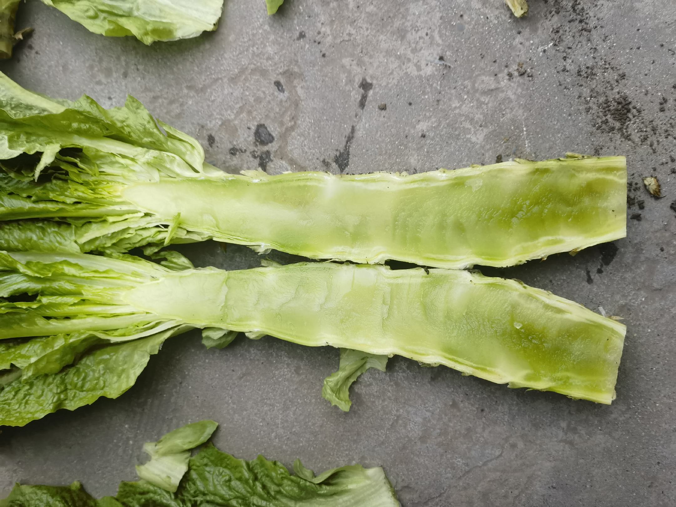 绿心莴苣与白心莴苣对比图