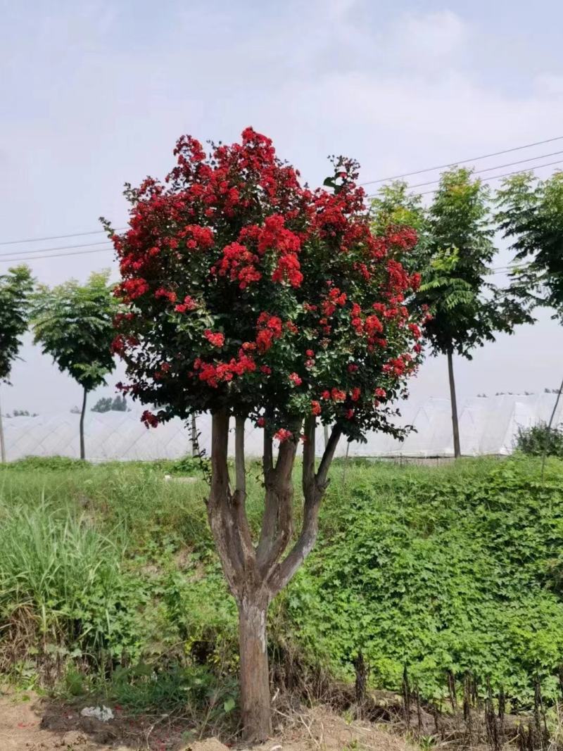 红花紫薇树苗天鹅绒紫薇花树苗红火箭丛生紫薇庭院别墅耐寒风