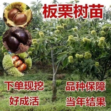 板栗树苗栗子树苗大油板栗猴王板栗珍珠板栗现挖现发