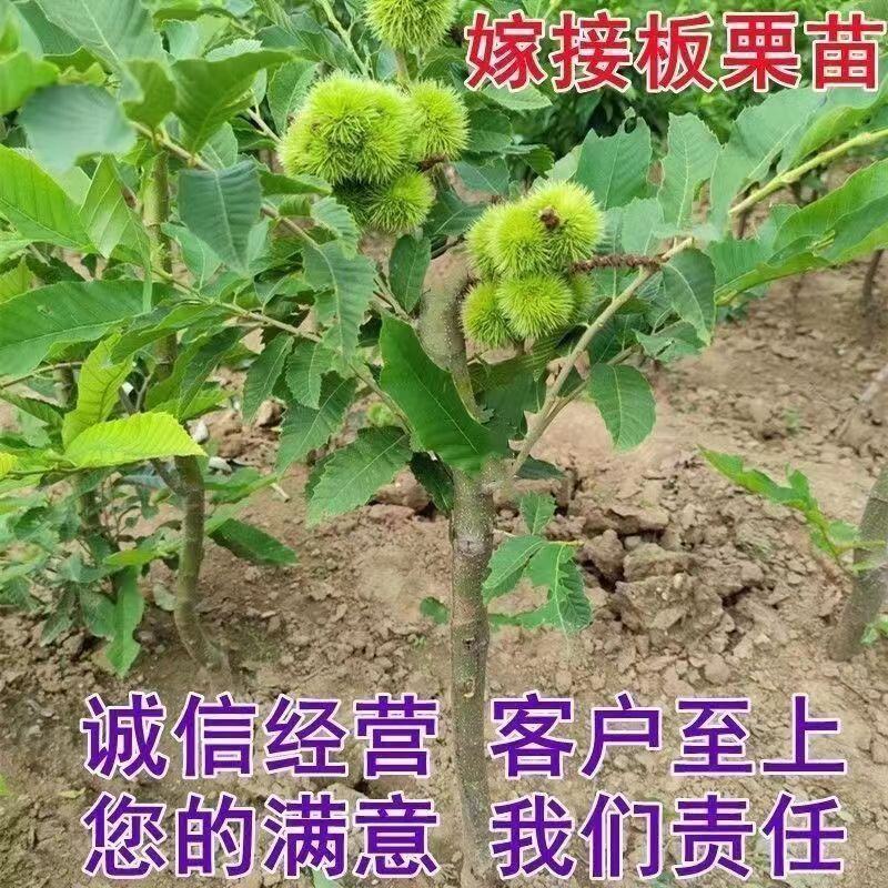 板栗树苗栗子树苗大油板栗猴王板栗珍珠板栗现挖现发