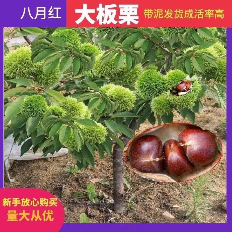 板栗树苗栗子树苗大油板栗猴王板栗珍珠板栗现挖现发