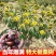 板栗树苗栗子树苗大油板栗猴王板栗珍珠板栗现挖现发