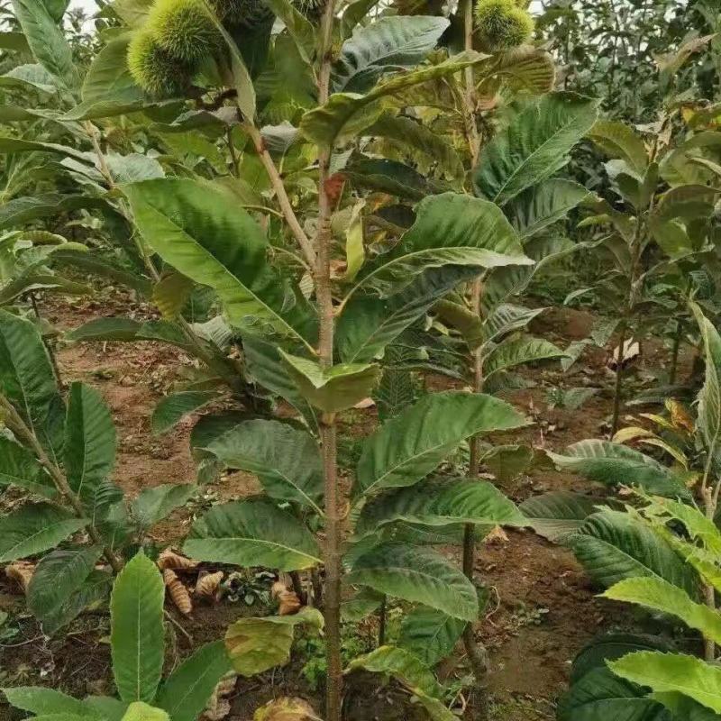 板栗树苗栗子树苗大油板栗猴王板栗珍珠板栗现挖现发