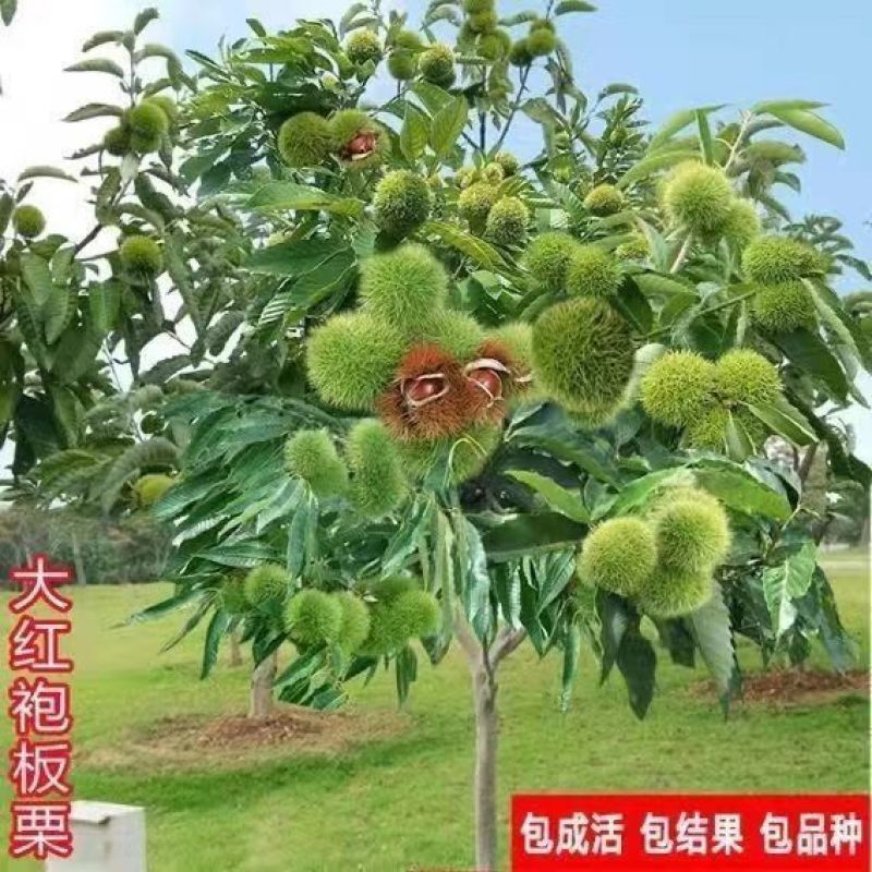 板栗树苗栗子树苗大油板栗猴王板栗珍珠板栗现挖现发