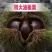 板栗树苗栗子树苗大油板栗猴王板栗珍珠板栗现挖现发