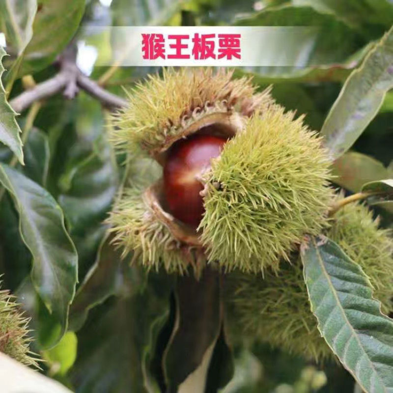 板栗树苗栗子树苗大油板栗猴王板栗珍珠板栗现挖现发