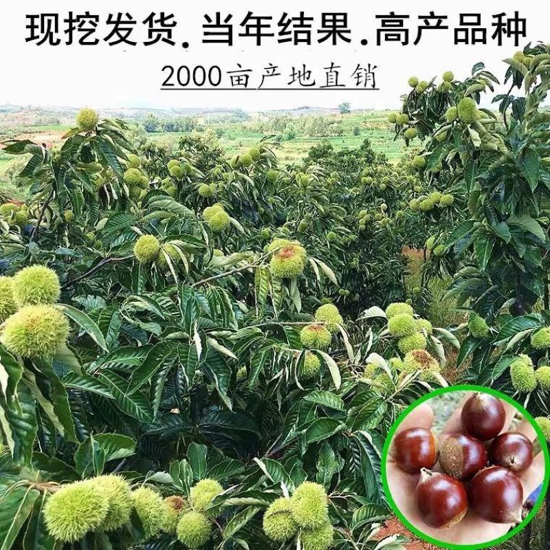 板栗树苗栗子树苗大油板栗猴王板栗珍珠板栗现挖现发