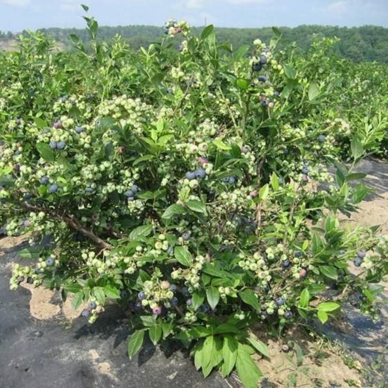 蓝莓苗博雾绿宝石黑珍珠南北方种植当年结果现挖现发包成活