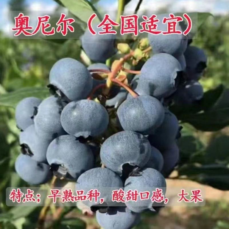 蓝莓苗博雾绿宝石黑珍珠南北方种植当年结果现挖现发包成活