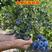 蓝莓苗博雾绿宝石黑珍珠南北方种植当年结果现挖现发包成活