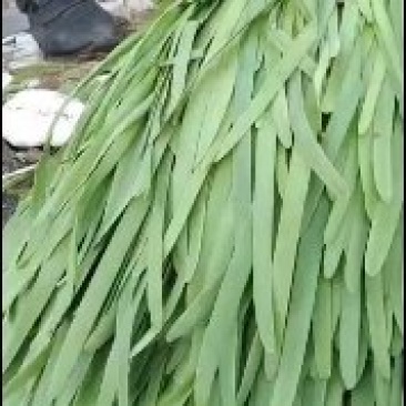 永年精品大叶韭菜大量上市，量大从优有需要的老板联系
