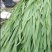 永年精品大叶韭菜大量上市，量大从优有需要的老板联系