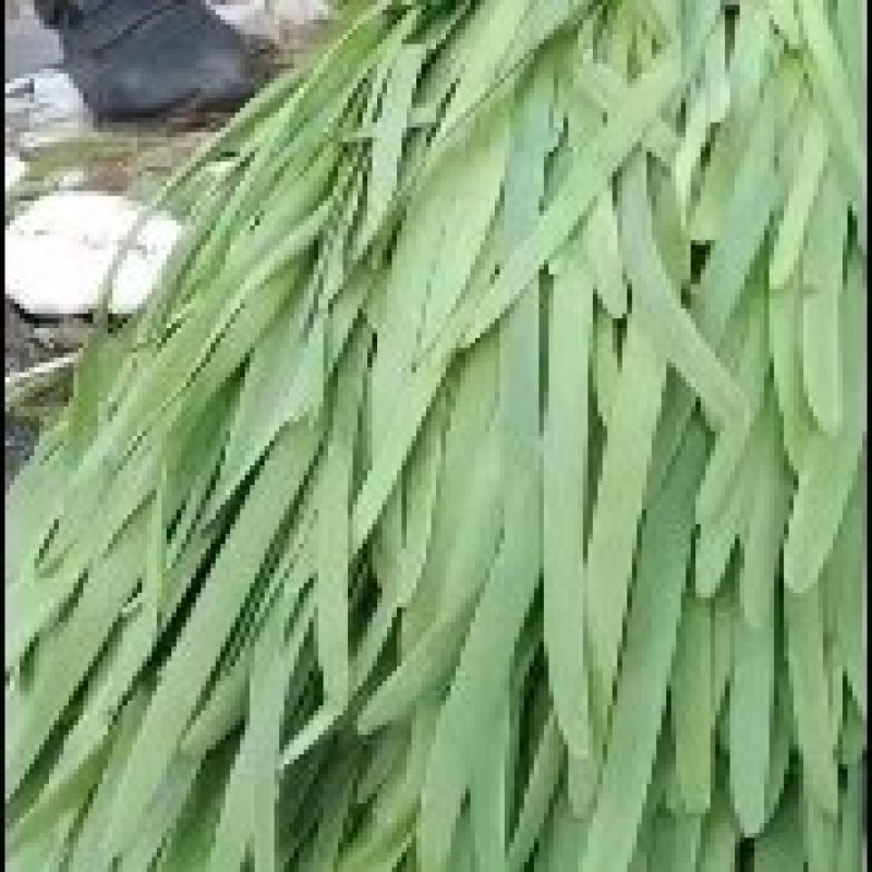 永年精品大叶韭菜大量上市，量大从优有需要的老板联系