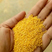 小米黄金苗小米厂家直销，价格合理，全国发货，