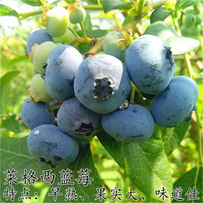 蓝莓苗脱毒薄雾精品优质蓝莓现挖原土发货