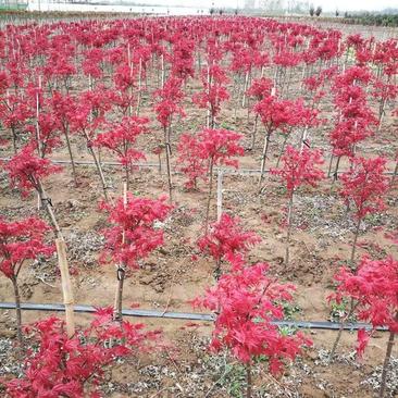 嫁接日本红枫美国红枫中国三季红红枫树苗地栽盆栽