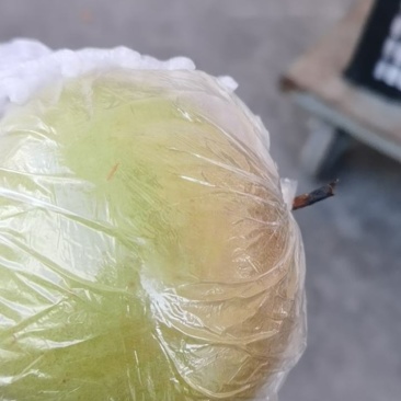 玉露香梨