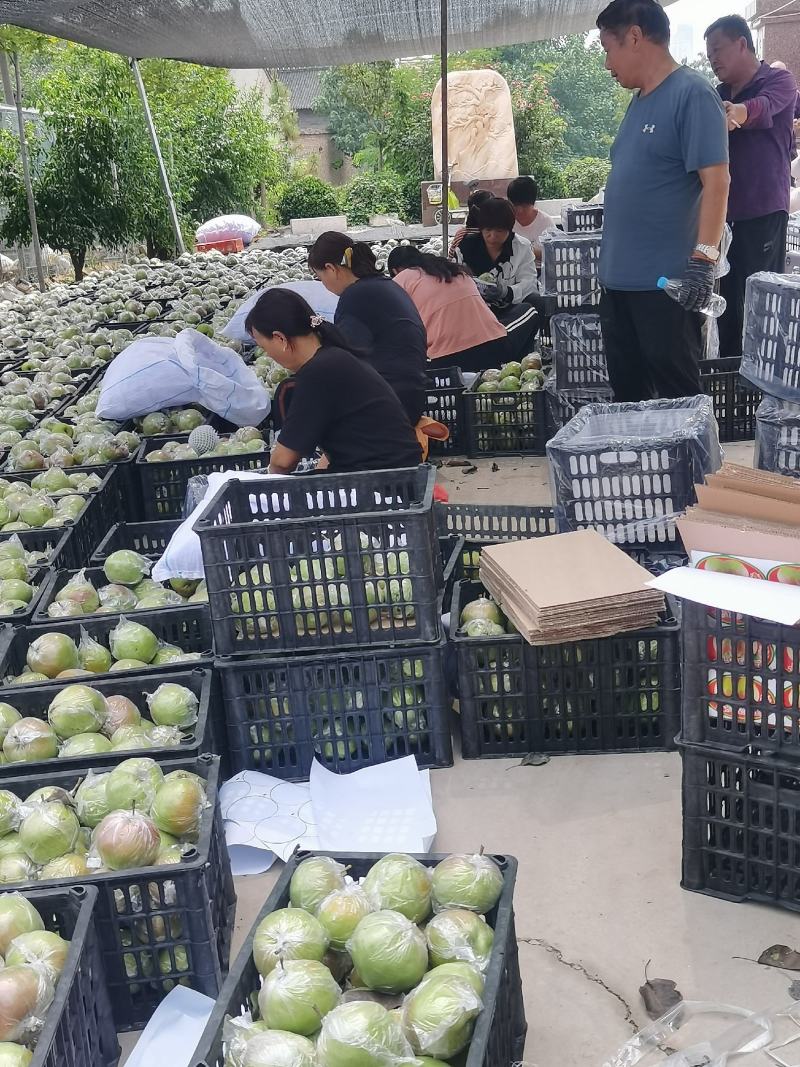 玉露香梨