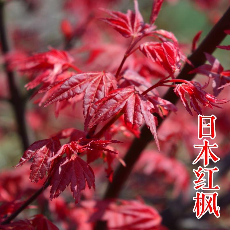 嫁接日本红枫美国红枫中国三季红红枫树苗地栽盆栽