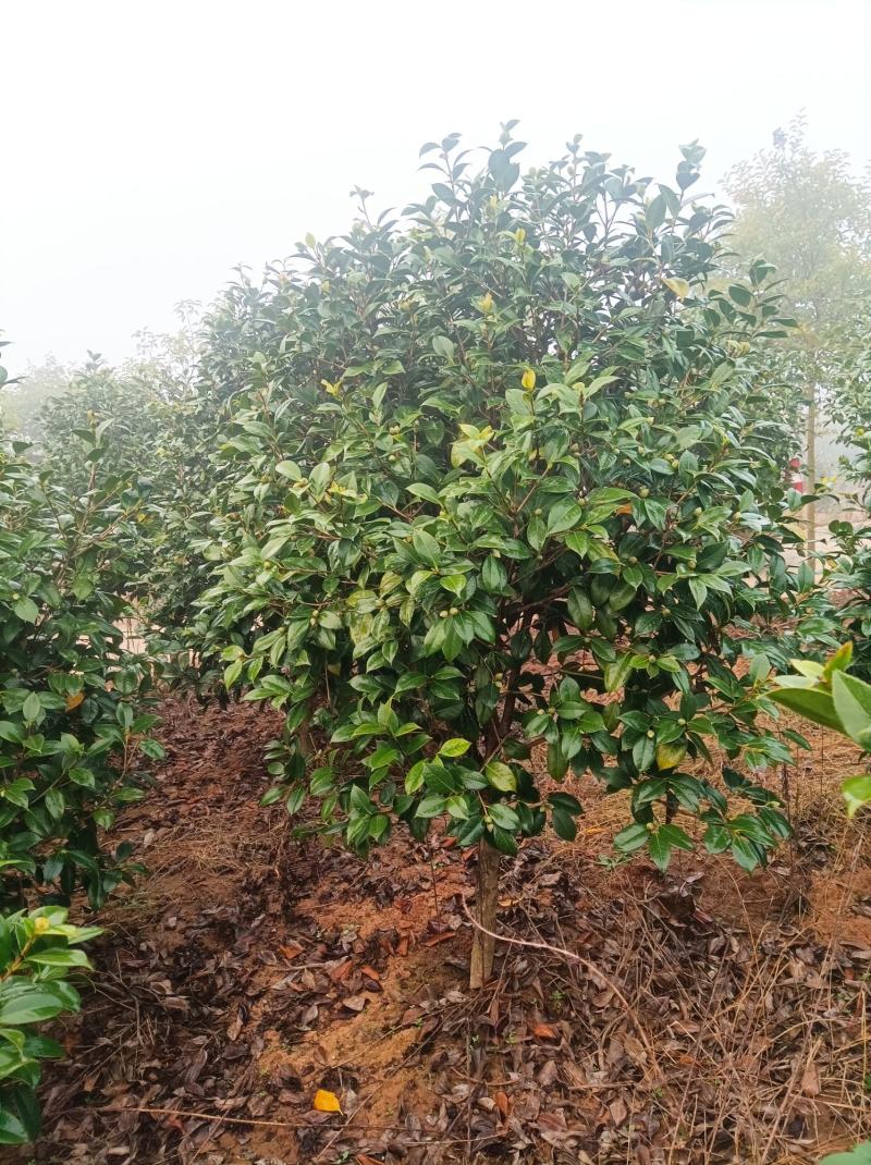 河南桐柏地区自产自销优质茶花1.8到2.5米高