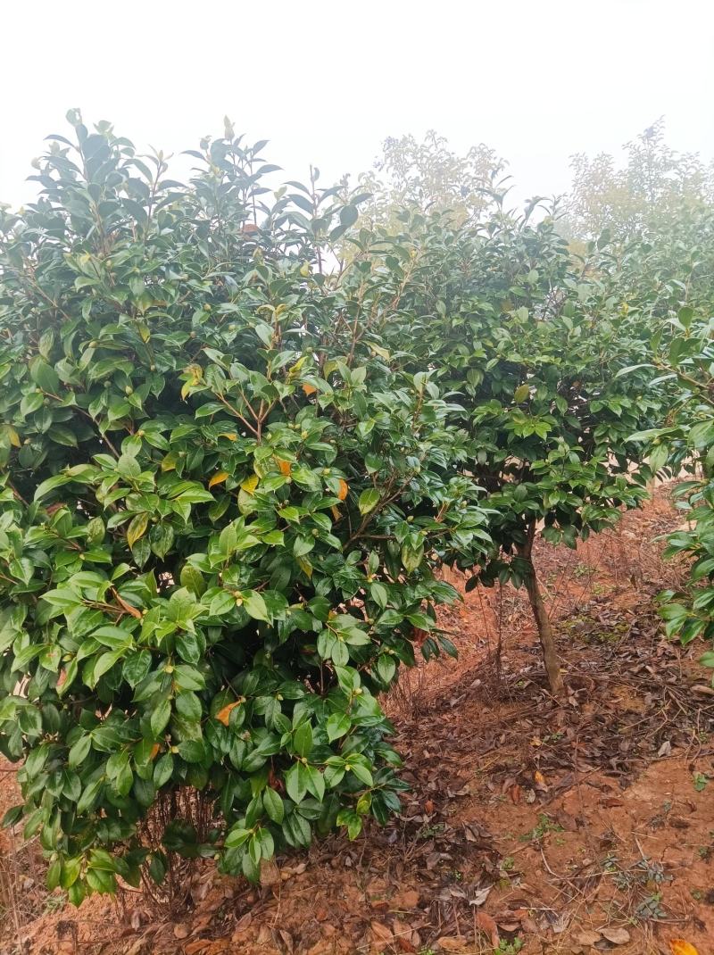 河南桐柏地区自产自销优质茶花1.8到2.5米高