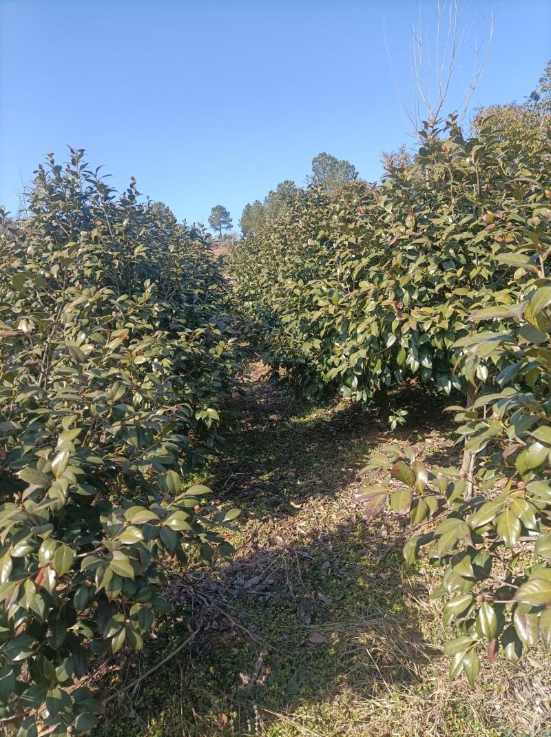 河南桐柏地区自产自销优质茶花1.8到2.5米高