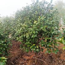河南桐柏地区自产自销优质茶花1.8到2.5米高