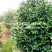 河南桐柏地区自产自销优质茶花1.8到2.5米高