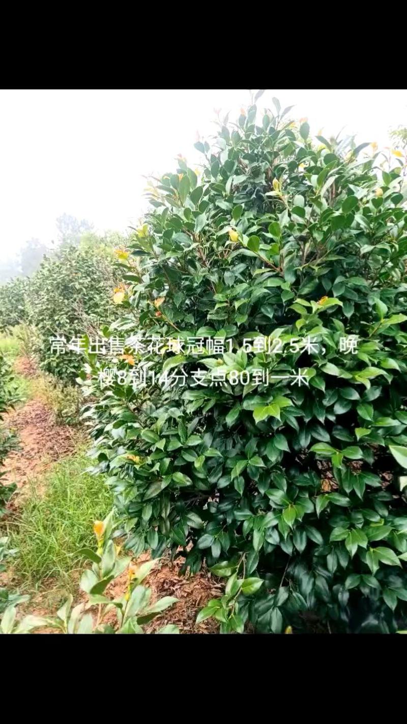 河南桐柏地区自产自销优质茶花1.8到2.5米高
