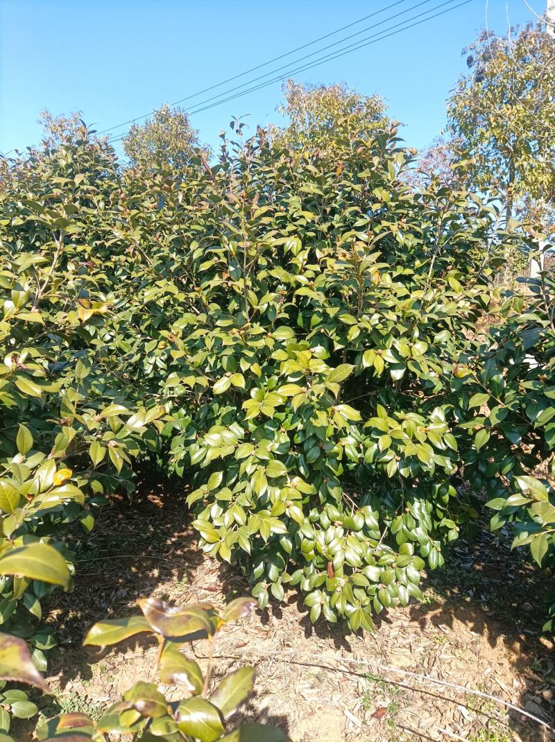 河南桐柏地区自产自销优质茶花1.8到2.5米高