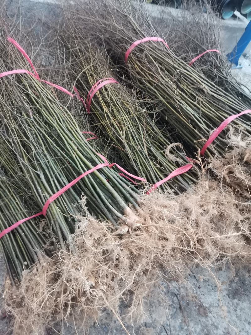 朴树小苗及绿化树1到30公分都有，多年育苗基地，诚信经营