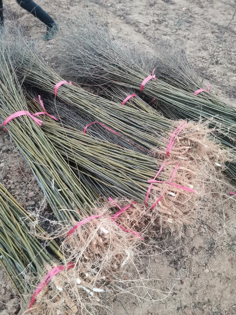 朴树小苗及绿化树1到30公分都有，多年育苗基地，诚信经营