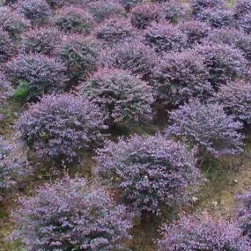 庭院绿化篱笆红花檵木红叶树围栏红继木苗紫叶植物红花继