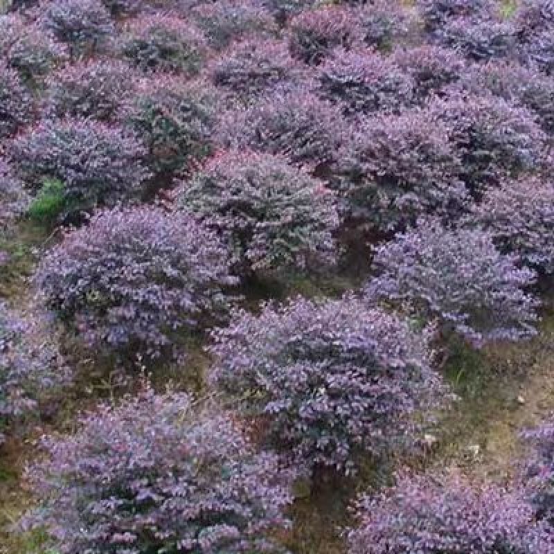 庭院绿化篱笆红花檵木红叶树围栏红继木苗紫叶植物红花继
