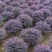 庭院绿化篱笆红花檵木红叶树围栏红继木苗紫叶植物红花继