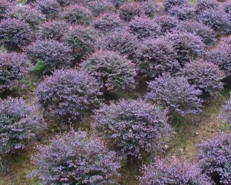 庭院绿化篱笆红花檵木红叶树围栏红继木苗紫叶植物红花继