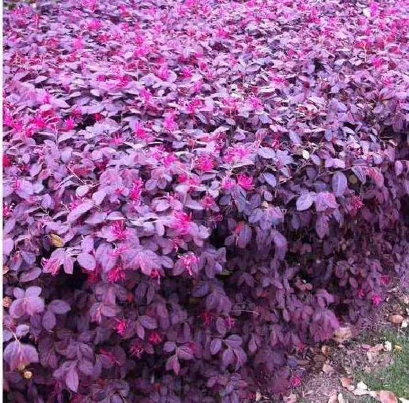 庭院绿化篱笆红花檵木红叶树围栏红继木苗紫叶植物红花继