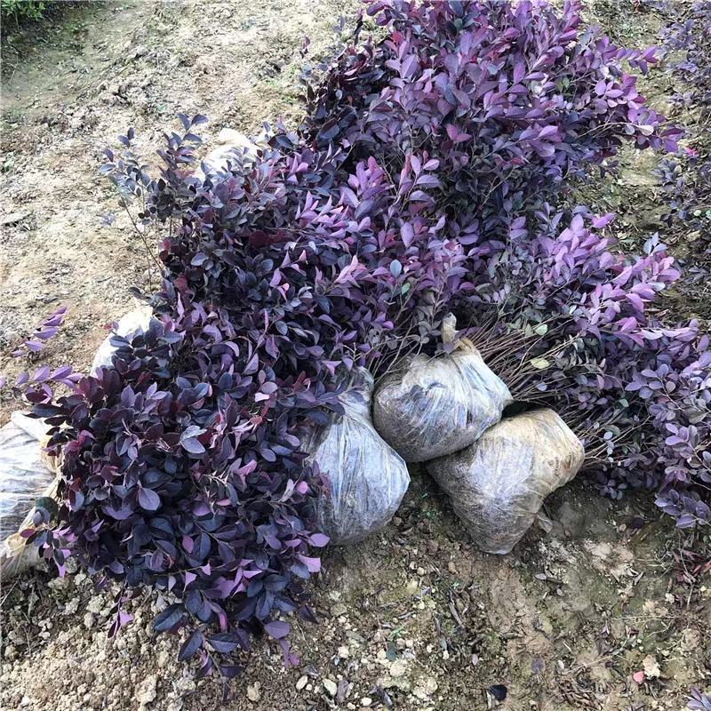 庭院绿化篱笆红花檵木红叶树围栏红继木苗紫叶植物红花继