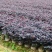 庭院绿化篱笆红花檵木红叶树围栏红继木苗紫叶植物红花继