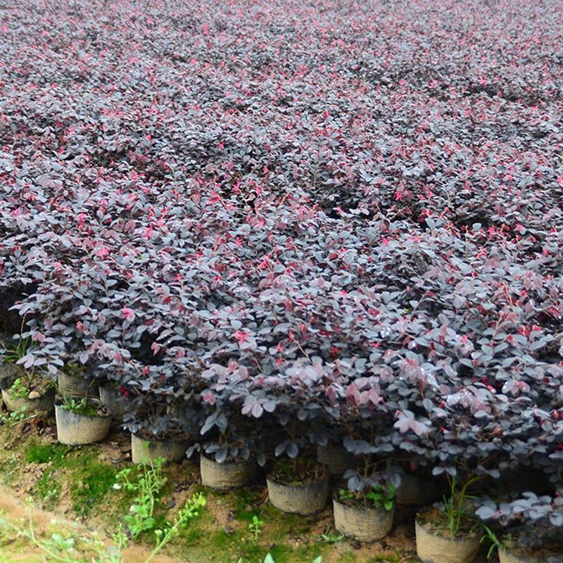 庭院绿化篱笆红花檵木红叶树围栏红继木苗紫叶植物红花继