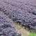 庭院绿化篱笆红花檵木红叶树围栏红继木苗紫叶植物红花继