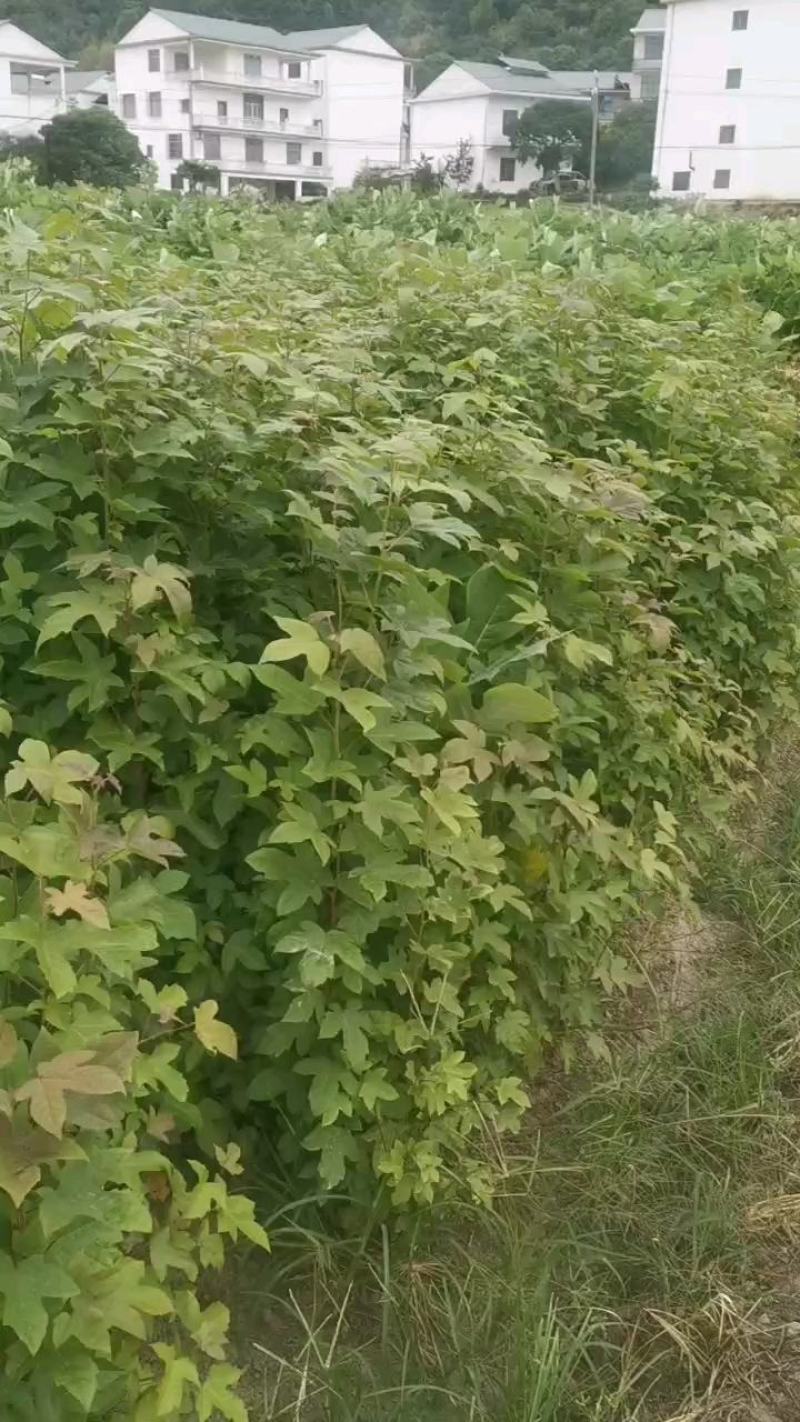 枫香树苗1到20公分都有，多年育苗基地，诚信经营
