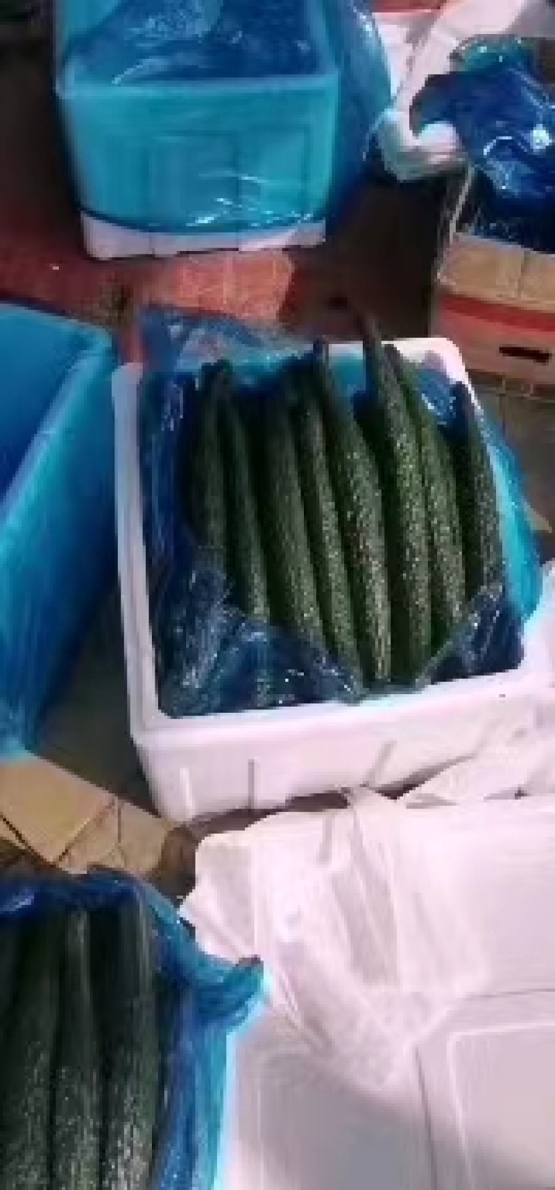 夏邑密刺黄瓜水果黄瓜大量上市，产地现货质量保证