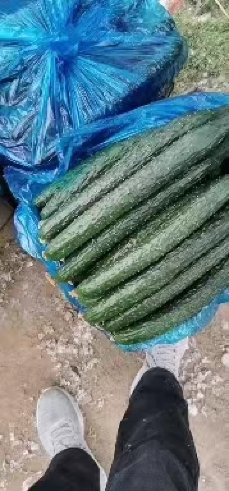 夏邑密刺黄瓜水果黄瓜大量上市，产地现货质量保证